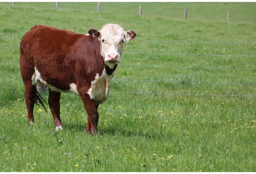 オーストラリア輸入牛